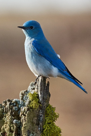 Bird Photo
